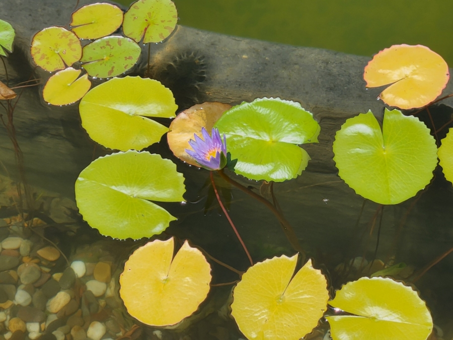 To Let 3 Bedroom Property for Rent in La Concorde Western Cape